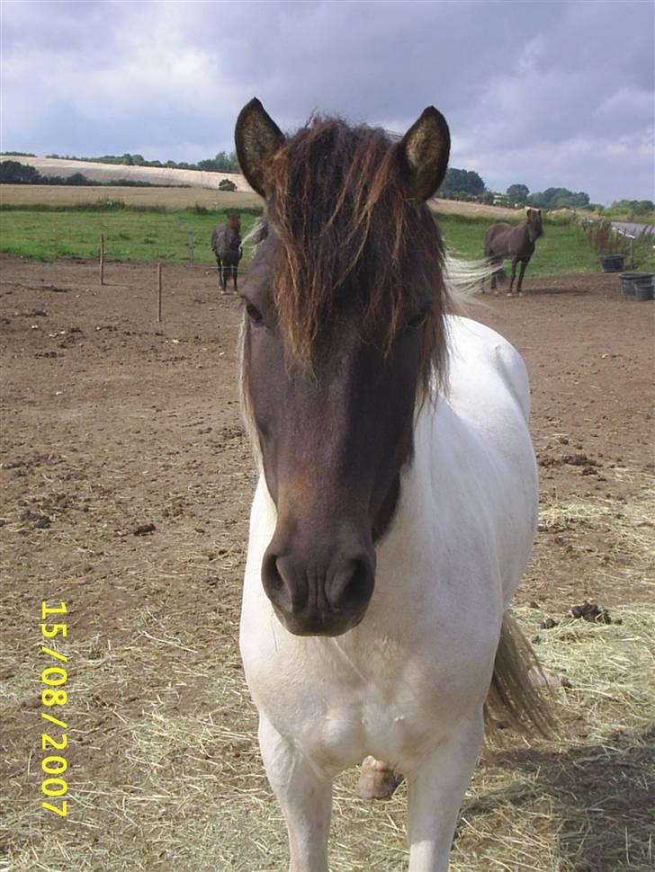 Islænder Krummi fra Nørmark "SOLGT billede 11