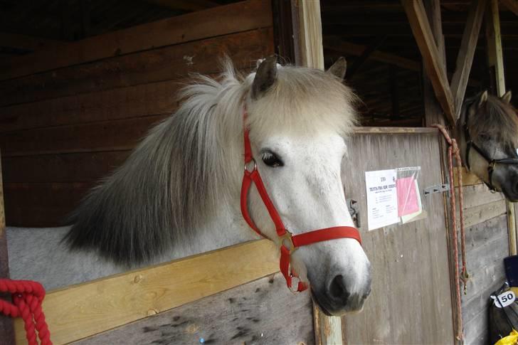 Islænder embla f. Lundegaard - dyreskue fik 23 point kom på 3. plads billede 1