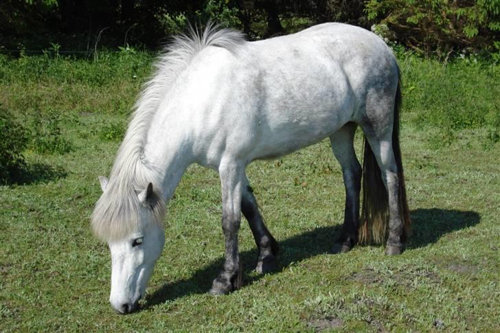 Islænder embla f. Lundegaard - æder hele tiden :o) billede 2