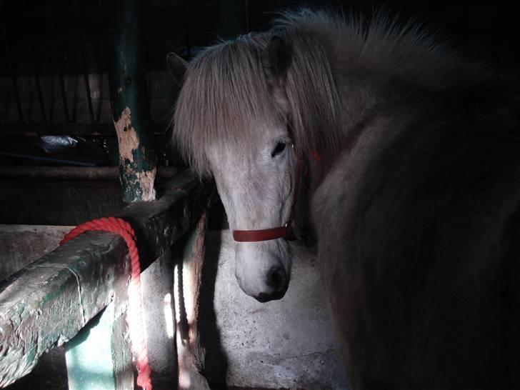 Islænder embla f. Lundegaard - nåår så skal hun liige tigge lidt :D billede 3