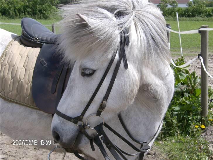 Islænder embla f. Lundegaard - med alt hendes ride udstyr  billede 4