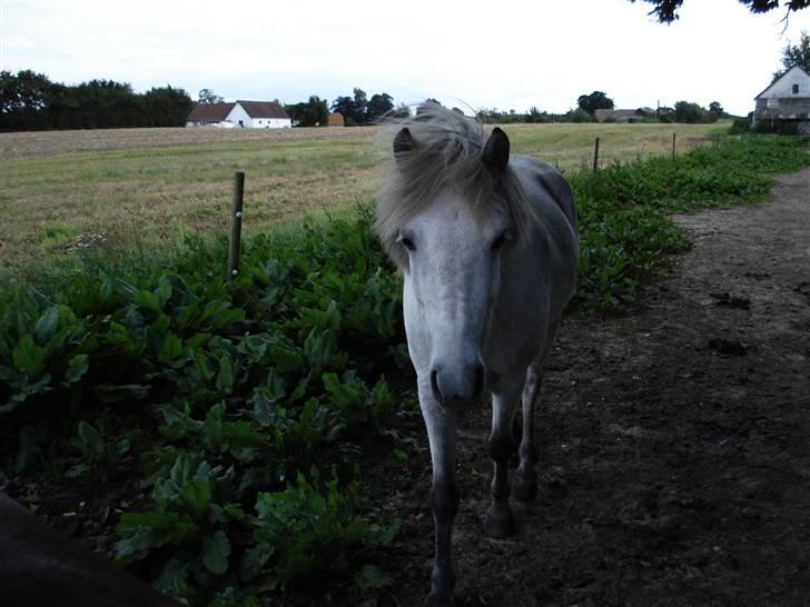 Islænder embla f. Lundegaard - "nøøj louise er spændende" billede 5