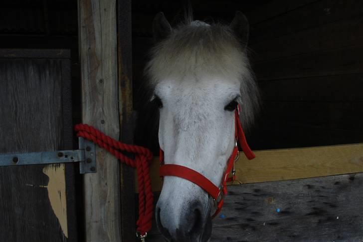 Islænder embla f. Lundegaard - lidt charmerende er hun da :P billede 6