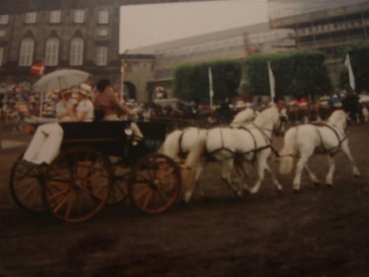 Welsh Pony (sec B) Møllegårdens Gisette - Opvisning i KBH. for den kongelige familien billede 8