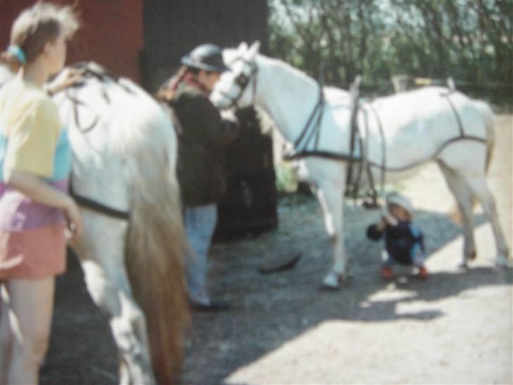 Welsh Pony (sec B) Møllegårdens Gisette - Jeg spænder hendes gjord billede 10