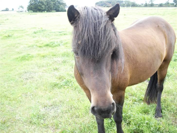 Islænder bylting - min lille øjesten :P billede 12