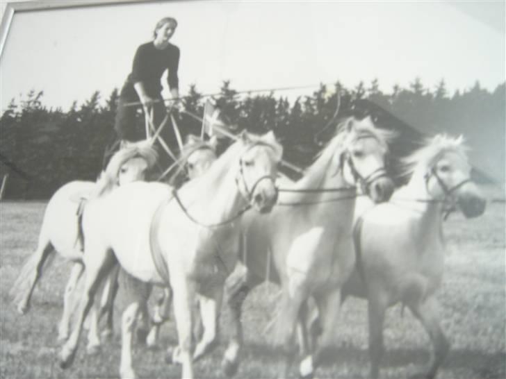 Welsh Pony (sec B) Møllegårdens Gisette - Gisette bagerst :)  billede 12