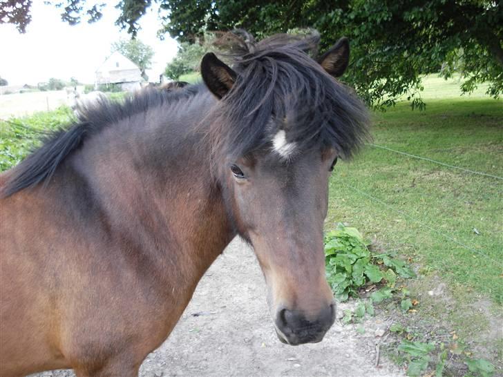 Islænder bylting - lidt smuk er hun bare ærgerligt hun har gnuppet sin man af :-\ billede 13