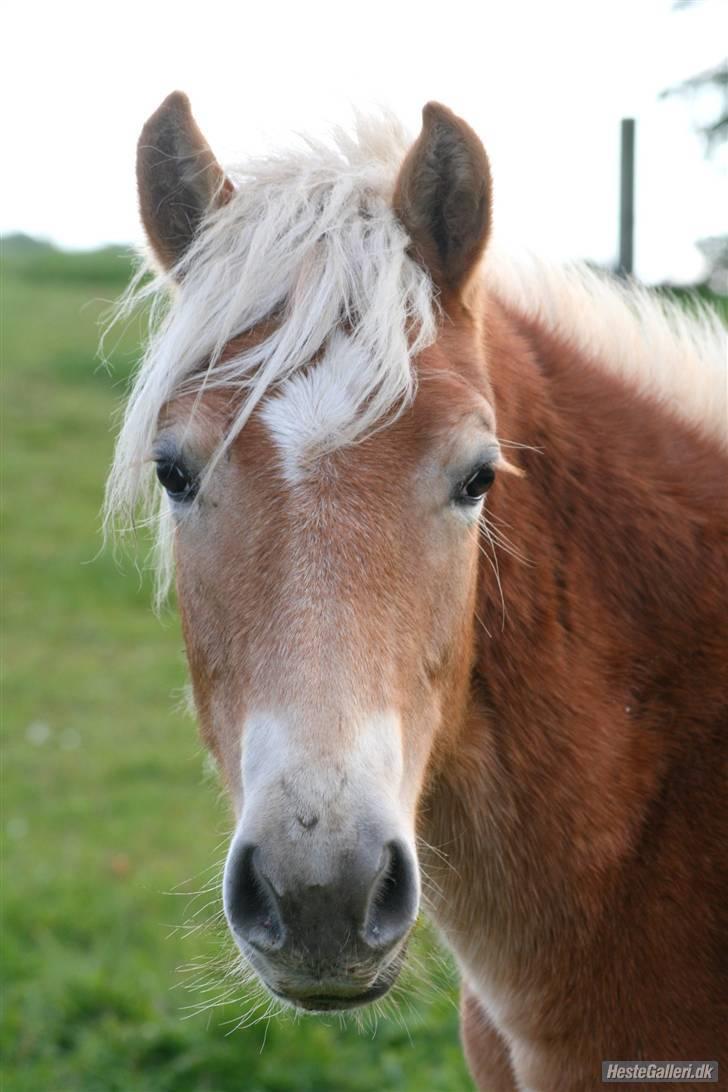 Haflinger Arthos Nordan  solgt billede 1