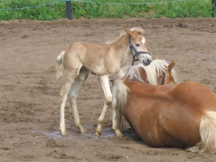 Haflinger Arthos Nordan  solgt billede 2