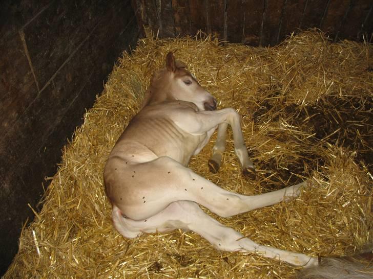 Haflinger Arthos Nordan  solgt billede 3