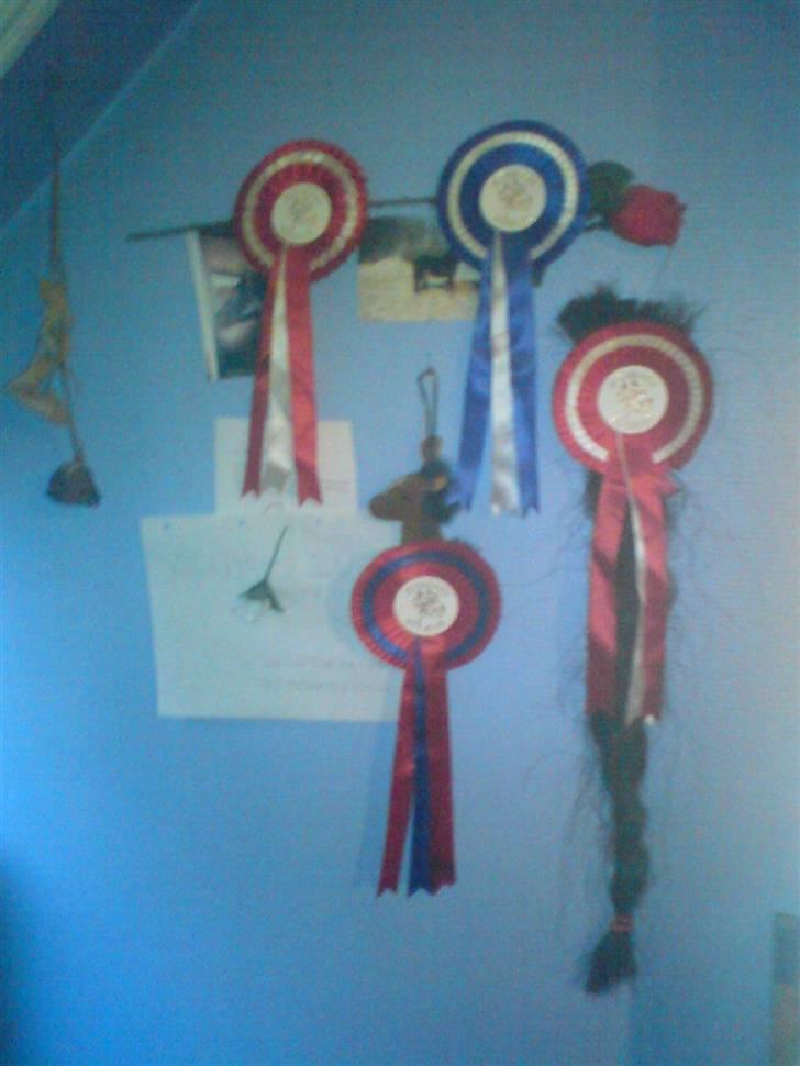 Welsh Cob (sec D) Posters Flying Picasso † - Mindevæggen med hans hale billede 2