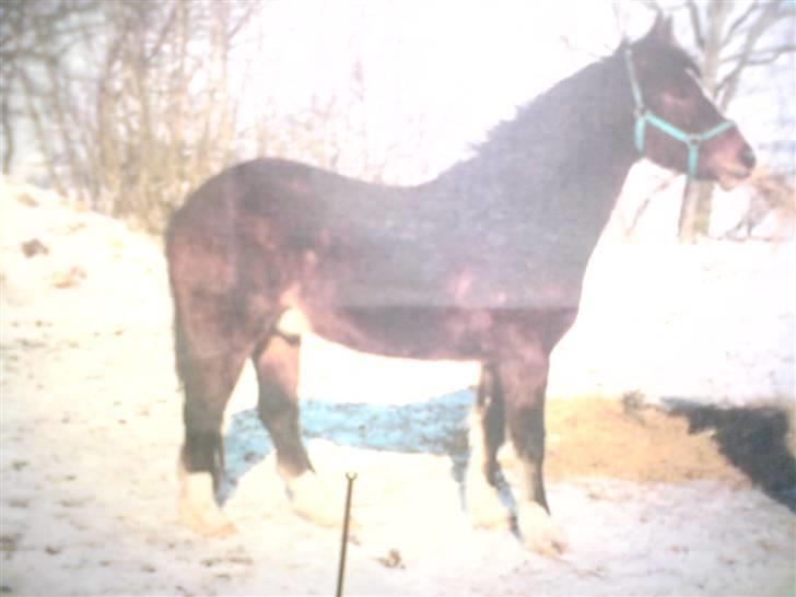 Welsh Cob (sec D) Posters Flying Picasso † - Picasso som 2 årig billede 3