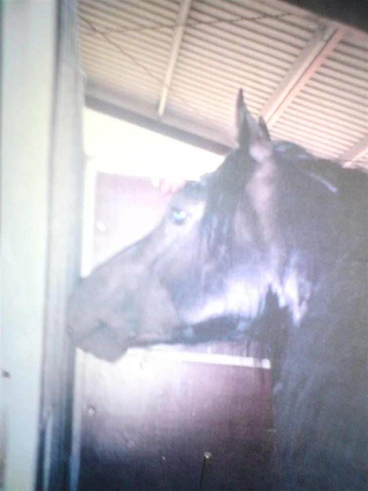 Welsh Cob (sec D) Posters Flying Picasso † - I boksen billede 4