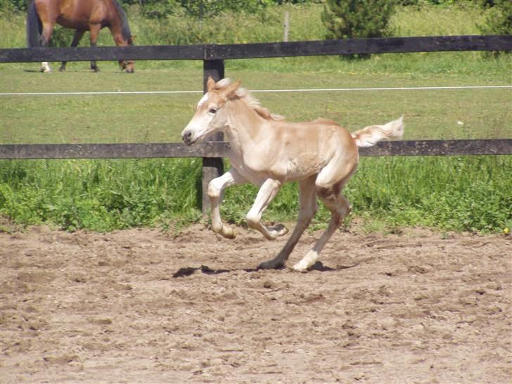 Haflinger Arthos Nordan  solgt billede 4