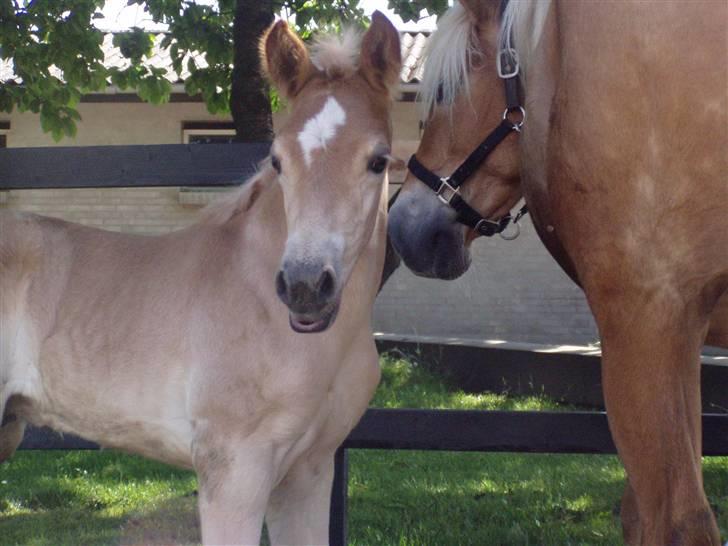 Haflinger Arthos Nordan  solgt billede 5