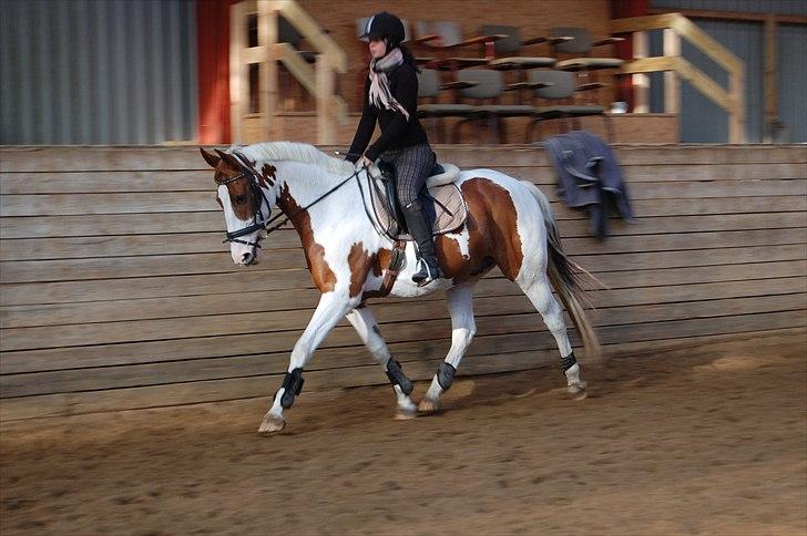 Pinto Chester billede 6