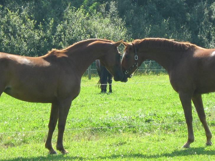 Dansk Varmblod <3*Duvill N*<3  solgt :( - dulle til venstre og kinny til højre første gang de hilste på hinanden:-) billede 7