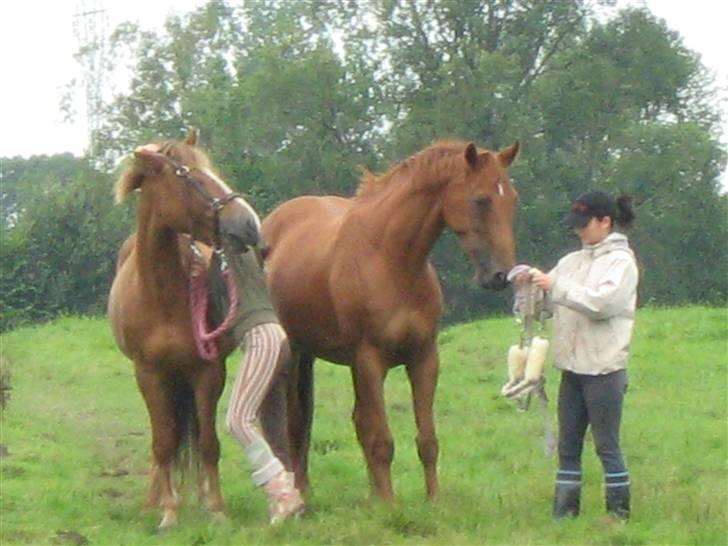Dansk Varmblod <3*Duvill N*<3  solgt :( - da jeg hentede dulle på sommergræs. elsker dig skat<33:D billede 10
