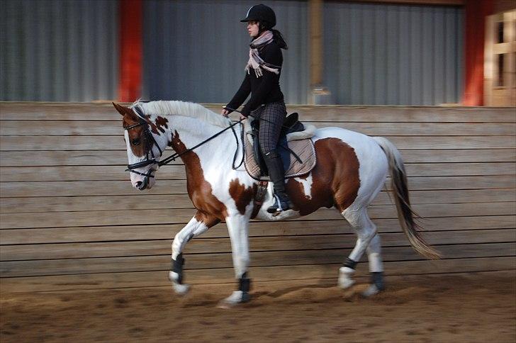 Pinto Chester billede 12