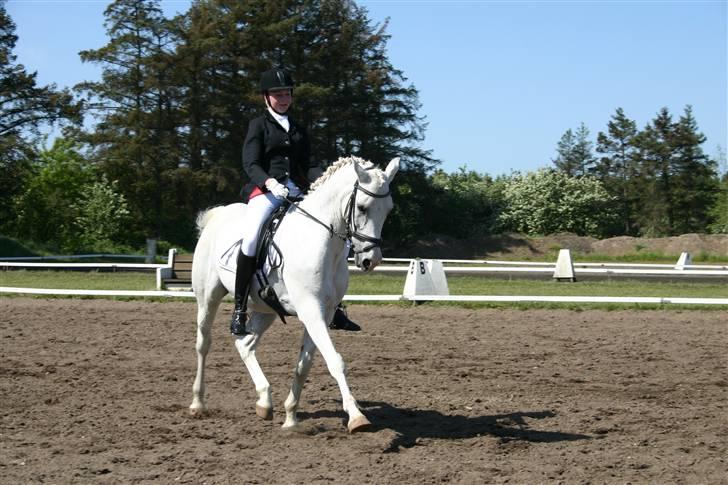 Arabisk fuldblod (OX) Silver Elisha  - hundborg 2008 billede 1