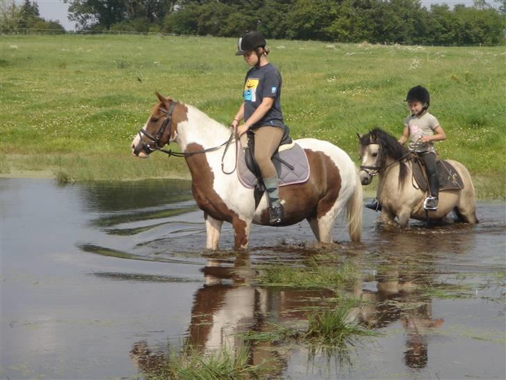 Pinto Speedy I I  - I søen ;b billede 6