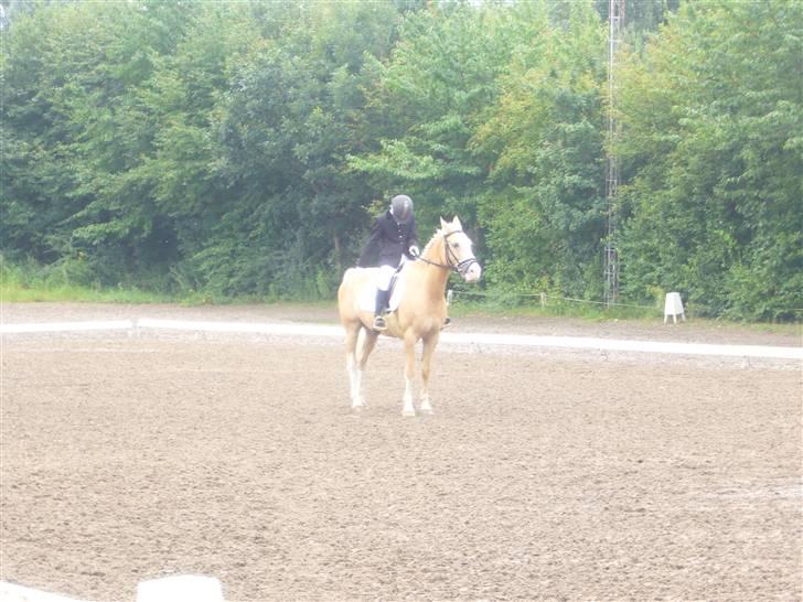 Palomino Fortunens Logo  - parade <3 taget af: sara billede 6