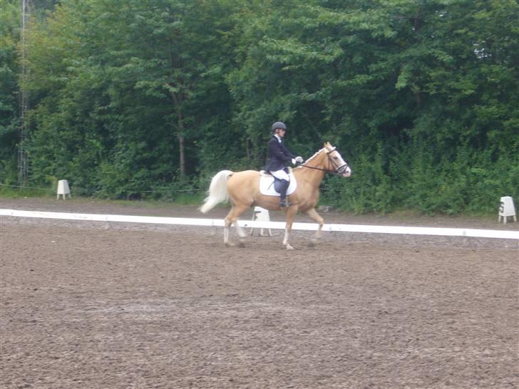 Palomino Fortunens Logo  - er vi ikke smukke <3 taget af: sara billede 7