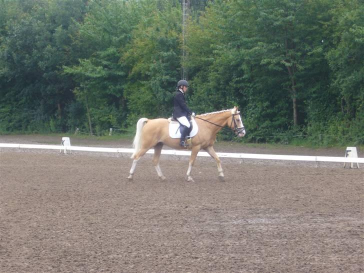 Palomino Fortunens Logo  - skidt for lange tøjler, skråt igennem , taget af: Sara billede 8