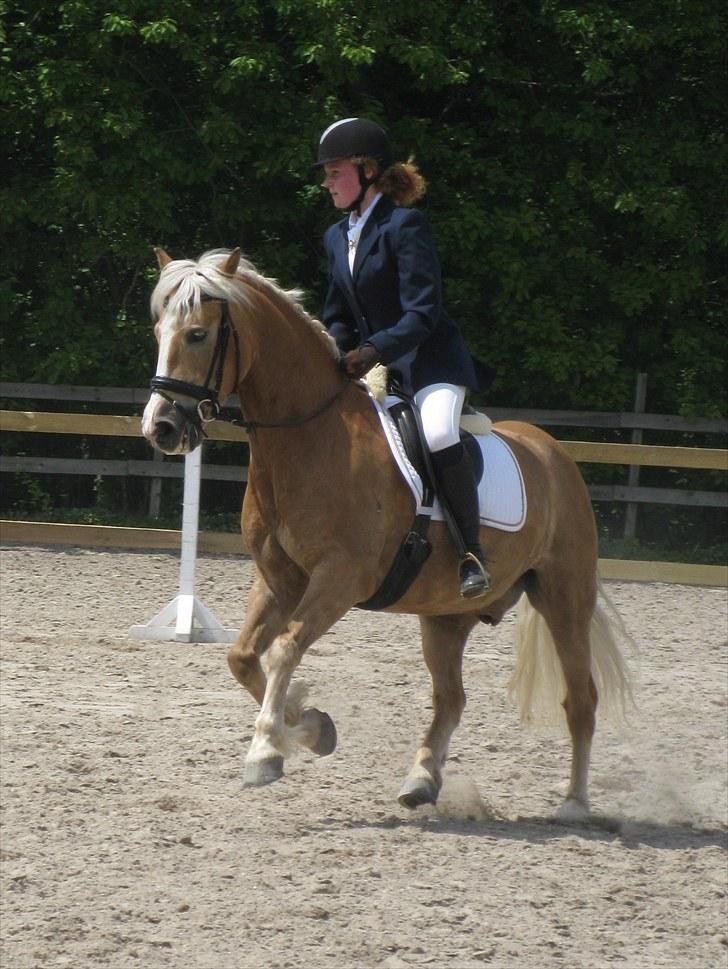 Tyroler Haflinger Ørnhøj Waldorf R.I.P.  - Det kan man da kalde galop op af bakke :) billede 15