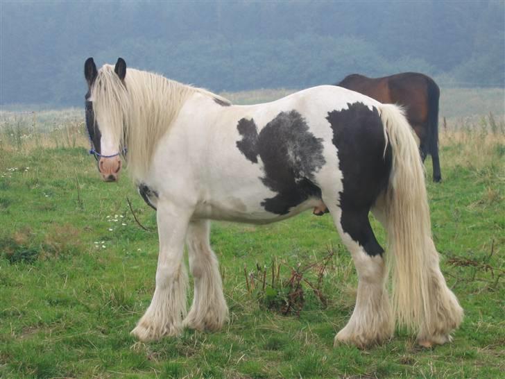 Irish Cob Houdini billede 16