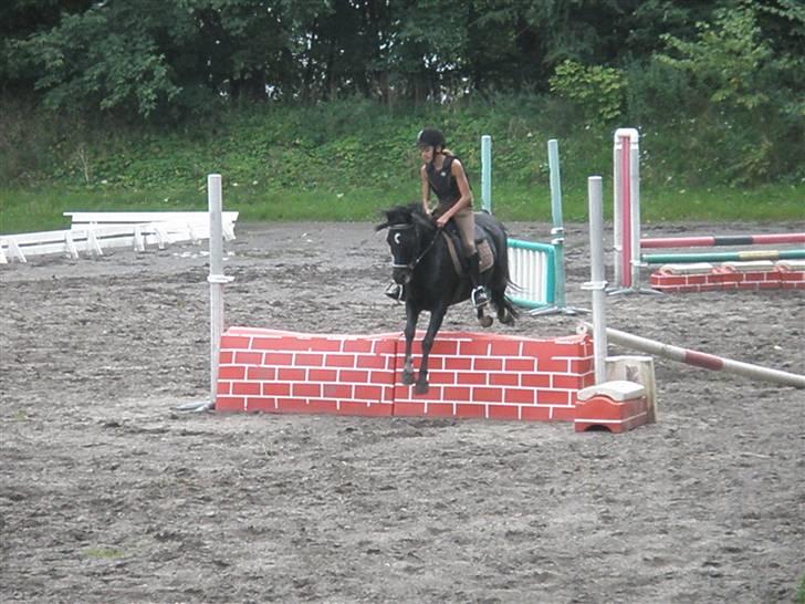 Hollandsk Sportspony Sergent Pepper*gl. passer - NYT! Springer mur (; billede 14