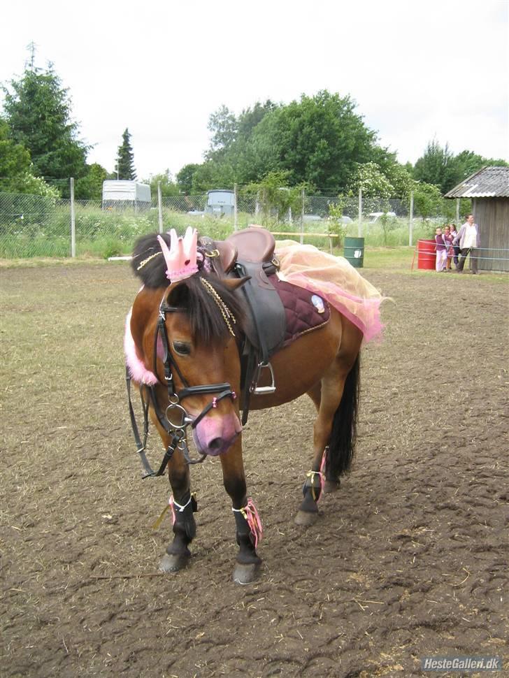 Anden særlig race Buster Larsen. (SOLGT) - Min dejlige " prinsesse".. billede 13