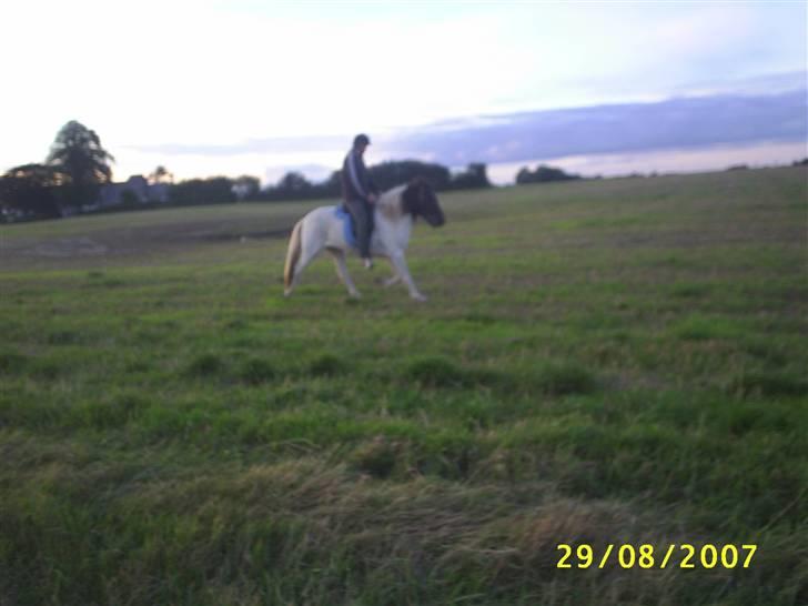 Islænder Krummi fra Nørmark "SOLGT billede 12