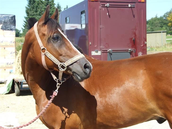 New Forest Oudelands Turbo - smukke <3 Foto MF billede 7