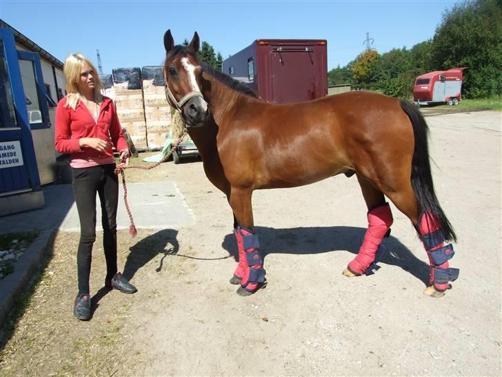 New Forest Oudelands Turbo - da han var til undersøgelse d. 6 aug.. Dyrelægen sagde han var en af de smidigste ponyer han havde set :D billede 8