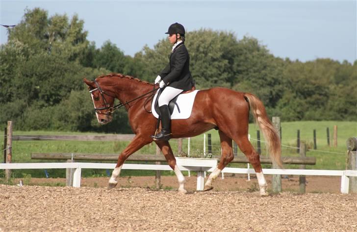 Anden særlig race Tarco Bello ( R.I.P ) - - nyt (; billedet er taget af jessica . tarco & jeg til stævne i KRT d. 25. august 2007 . billede 5