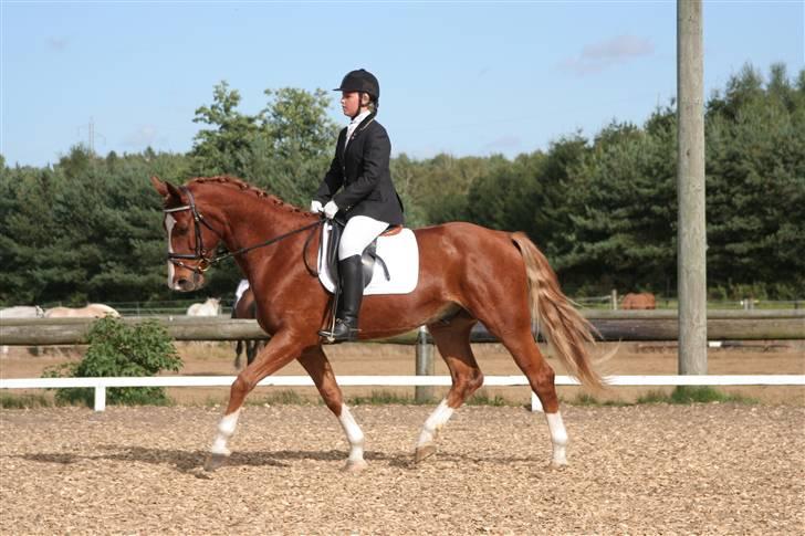 Anden særlig race Tarco Bello ( R.I.P ) - foto - jessica (: stævne i KRT d. 25. aug 2007 billede 6