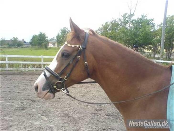 Anden særlig race Webster billede 1
