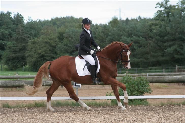 Anden særlig race Tarco Bello ( R.I.P ) - stjernen i galop ;-* billede 10