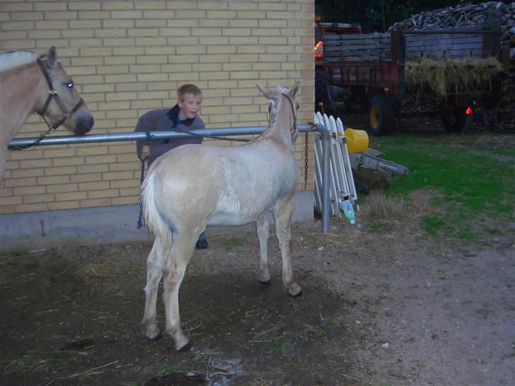 Fjordhest Odin Kaptain solgt )': - puha er lige blevet vasket elsker det billede 14