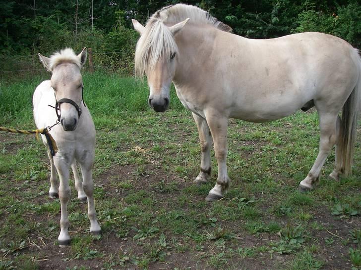 Fjordhest Odin Kaptain solgt )': - står sammen med apollo billede 16
