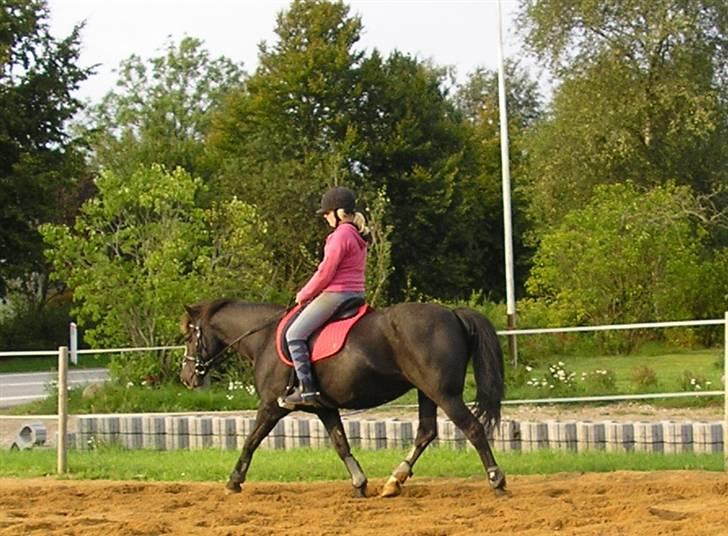 Anden særlig race Samba - lidt dressur.. billede 20