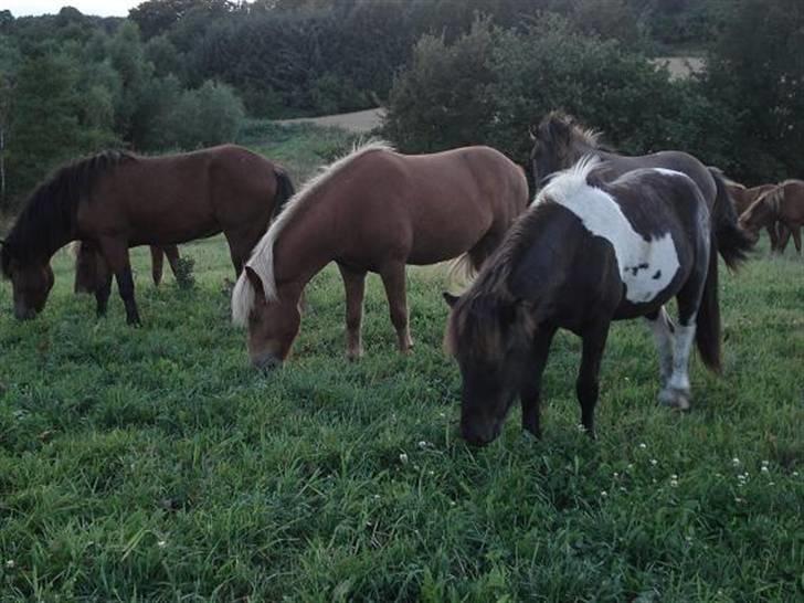 Islænder Glanni f Annesminde Solgt - Glanni og nogen af de andre hingste/vallaker på hingstefolden 2007 billede 16