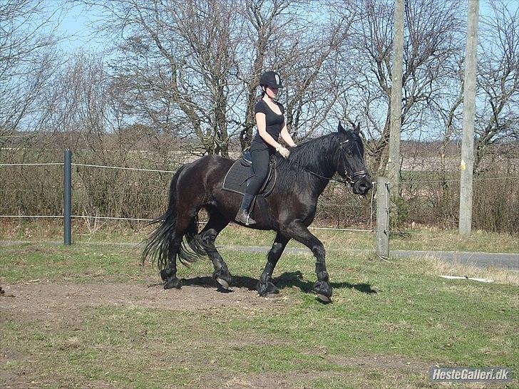 Frieser Faust - April 2011. Rytter: Mette billede 16