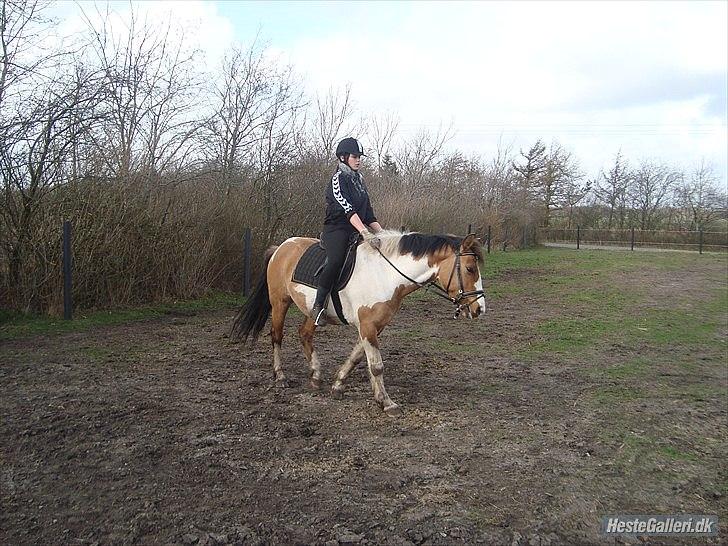 Anden særlig race Kashmir *Solgt* - April 2011. Rytter: Mette billede 19