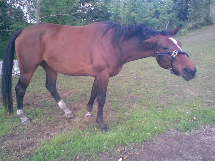 Dansk Varmblod Himmerigs Karo - ryster siig.. ;D billede 7