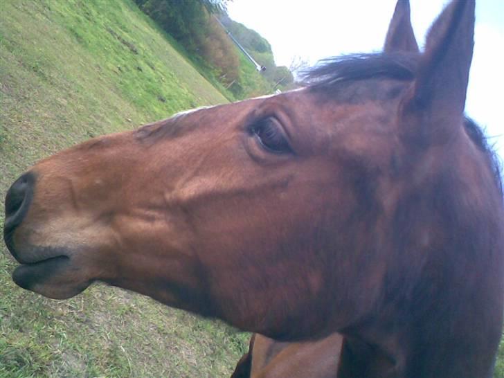 Dansk Varmblod Himmerigs Karo - Hendes smukke hoved.. :D billede 9