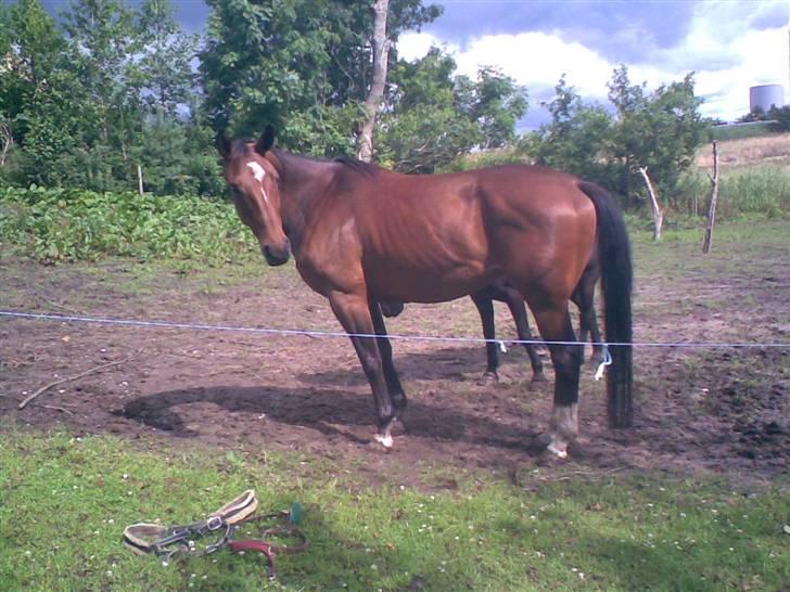 Dansk Varmblod Himmerigs Karo - See... jeg kan dreje hovedet.. xD billede 10