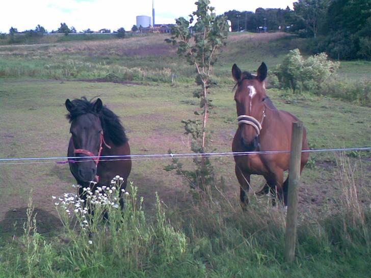 Dansk Varmblod Himmerigs Karo - Er vi ikke nuttede sammen,, :D billede 11